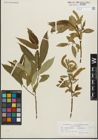 Foto von Salix fragilis L. x Salix triandra L.